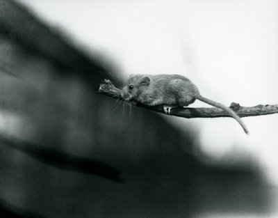 Un loir sur une branche au zoo de Londres - Frederick William Bond